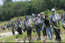 Mahasiswa UR akan tanam 1.000 Mangrove di Sungai Rawa Siak