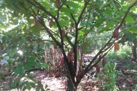 Harga Jual Kakao Rp23 ribu di Lampung Timur
