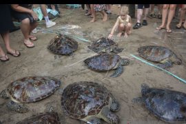 18 Penyu Hijau dilepasliarkan di Pantai Kuta