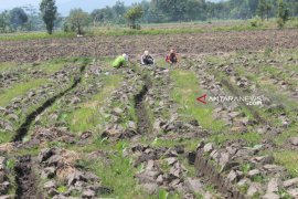 Selama tiga tahun, target luas lahan tembakau di Probolinggo tetap
