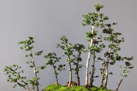 Budi daya bonsai semakin diminati warga Kediri