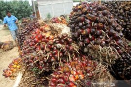 Ketika jutaan ton sawit membusuk tidak terjual
