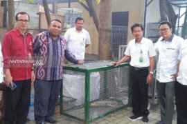 Enam bayi komodo akan dibawa kembali ke NTT