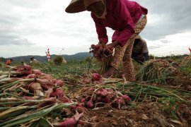Bantul sarankan petani bawang merah ikut asuransi pertanian