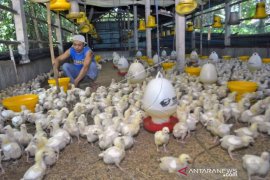 HARGA AYAM HIDUP DIJUAL MURAH Page 1 Small