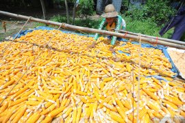 Harga Jagung Turun
