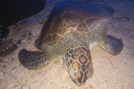 Seekor penyu hijau mati di Aceh Jaya