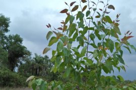 Golkar Kampar tanam ratusan eucalyptus