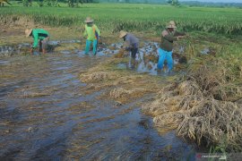 Panen Dini Tanaman Padi