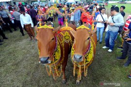 Sapi Sonok