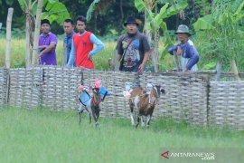 Karapan Kambing Madura