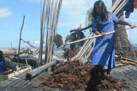 Investor asal Jatim bakal bangun pabrik pengolahan rumput laut di Nunukan