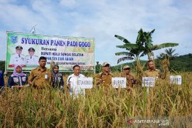 Bekas galian tambang menjadi lahan pertanian Padi Gogo