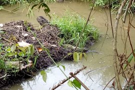 Telur Buaya Muara menetas di kebun warga Agam, BKSDA pantau secara intensif