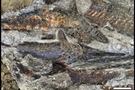Bukti baru asteroid yang musnahkan dinosaurus ditemukan