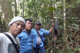 Warga temukan bunga Raflesia di hutan Langkat