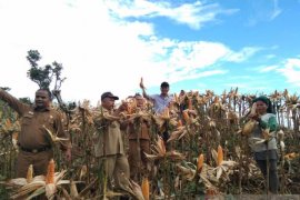 Petani Jagung Nias Selatan terapkan penanaman pola bertahap