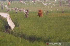 Petani Abdya keluhkan meningkatnya hama burung "serang" tanaman padi