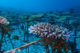 KSAL meluncurkan "Garuda Di Lautku"