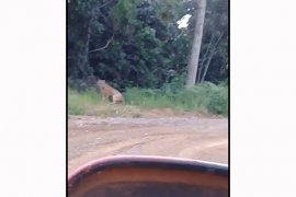 Tim BBKSDA Riau kesulitan cari jejak harimau Sumatera yang masuk kampung