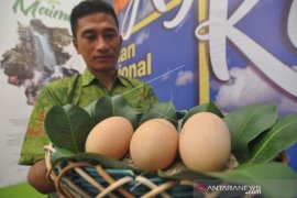 SOSIALISASI PERLINDUNGAN BURUNG MALEO Page 1 Small