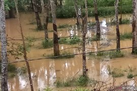 Ratusan  hektare kebun karet terendam banjir  Page 1 Small