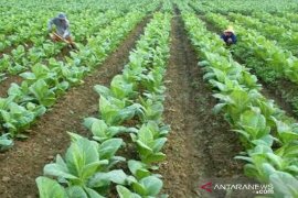 Luas areal tembakau Pamekasan diproyeksikan 30.795 hektare