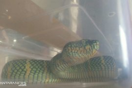 Ini ciri-ciri ular berbisa menurut ahli reptil ITB