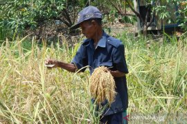 Kai Aran, usia 95 tahun masih kerja di sawah