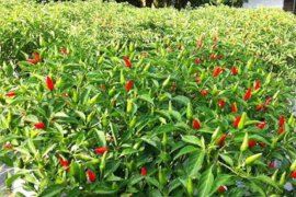 Produksi cabai kecil di Penajam capai 1.680 ton/tahun