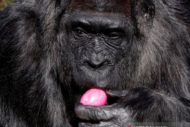 30 satwa mati dalam kebakaran kebun binatang di Jerman