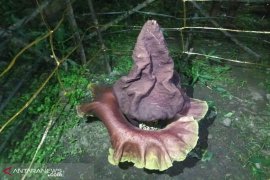 Warga Medan Tembung dihebohkan penemuan Bunga Bangkai