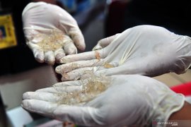 Indonesia, Vietnam join forces to combat illegal baby lobster trade