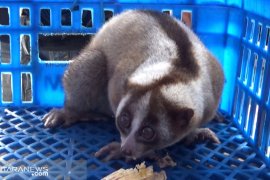 Warga Sukabumi serahkan Kukang tersesat pada Hari  Bumi