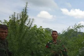 Desainer asal negara Australia didakwa memiliki cairan ganja
