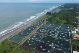 ALIH FUNGSI KAWASAN MANGROVE JADI TAMBAK Page 1 Small