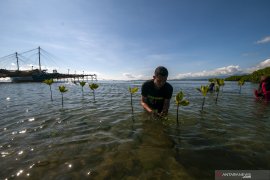 Tanam Mangrove Peringati Hari Bumi Page 1 Small