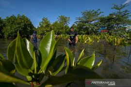 Tanam mangrove peringati Hari Bumi Page 2 Small