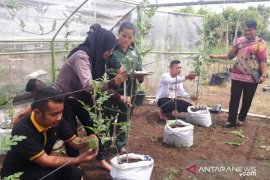 Polbangtan belajar budidaya semangka dalam "green house"