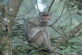 Bocah di Bogor lemas digigit monyet