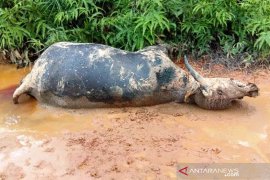 Kematian ternak kerbau di Nagan Raya akibat serangan penyakit ngorok