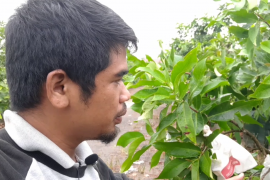 Berita Vlog: Melihat Kebun Jambu Air Super Manis di Kalbar