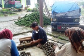 Kesulitan bahan baku picu turunnya produksi kolang kaling Sipirok