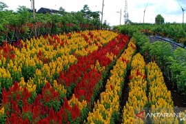 Pengunjung tembus 9.000/hari, Agro Expo Banyuwangi diperpanjang
