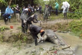 BADAK JAWA DITEMUKAN MATI