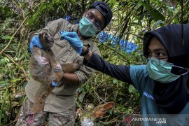 Pelepasliaran Kukang Jawa