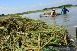 Sawah Terendam Banjir