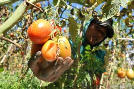 Nilai tukar petani Provinsi Jambi turun 1,68 persen