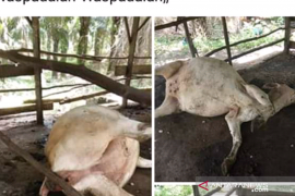 Kasus lembu diracun, warga diimbau hati-hati