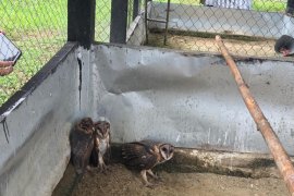 Mengenal  predator penjaga tanaman sawit